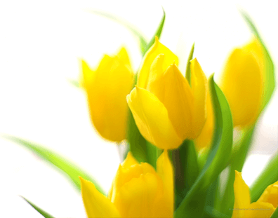 Spring forward with your diabetes management